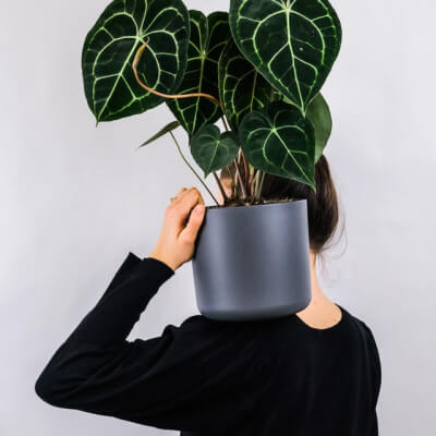 About Us Plants Store Gallery Img 1
